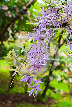 Close up shot of purple Petra volubilis flowers