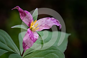 Close up shot of a purple sessile-flowered trillium on a blurry background