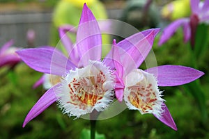 Close up shot of purple Taiwan Orchid blossom