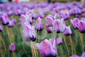 Close up shot of the purple tulip field on windmill island in Holland Michigan