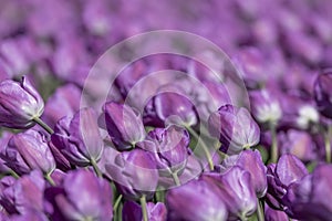 Close up shot of purple Tulip flowers