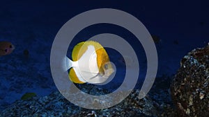 Close up shot of a Pyramid Butterflyfish