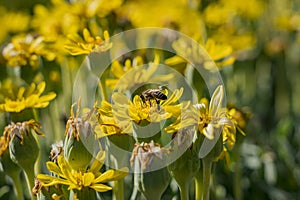 Close up shot of a Pyrethrum pulchrum blossom with a bee working