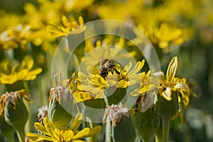 Close up shot of a Pyrethrum pulchrum blossom with a bee working