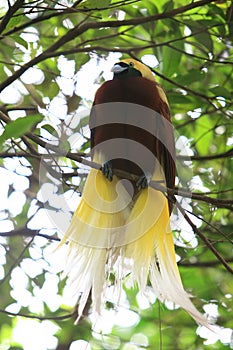 Close up shot of the Raggiana bird-of-paradise