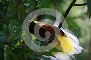 Close up shot of the Raggiana bird-of-paradise