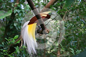 Close up shot of the Raggiana bird-of-paradise