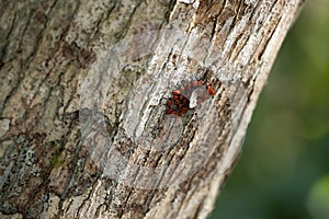 Close-up shot of red bugs on a tree bark