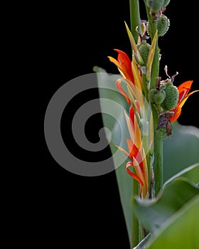 Close up shot of red Canna Lily flower