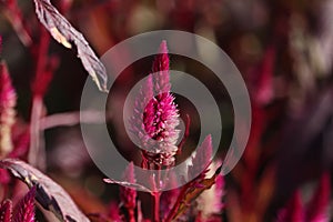 Close-up shot of red celosia pinnate growing in a garden