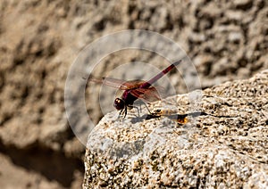 close-up shot of a red dragonfly with open wings