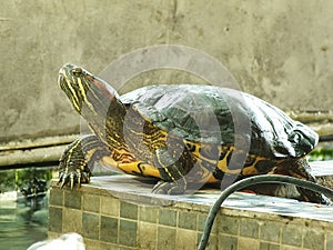 A close up shot of a red eared turtle, Trachemys scripta elegans