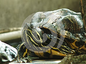 A close up shot of a red eared turtle, Trachemys scripta elegans
