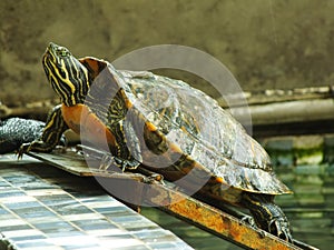 A close up shot of a red eared turtle, Trachemys scripta elegans