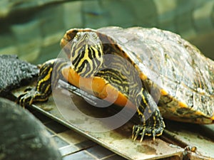 A close up shot of a red eared turtle, Trachemys scripta elegans