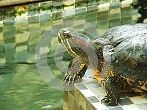 A close up shot of a red eared turtle, Trachemys scripta elegans