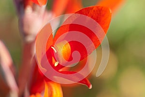 Close-up shot of red flower in a sunny summer garden