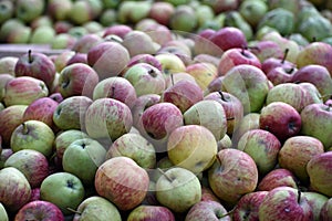 Close up shot of red and green apples