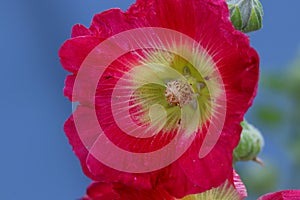 Close up shot of red Hollyhock