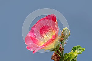 Close up shot of red Hollyhock flower