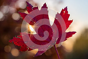 Close-up shot of a red maple tree leaf in a park at sunset