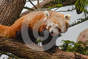 Close-up shot of a Red Panda in the Singapore Zoo River Safari Exhibit