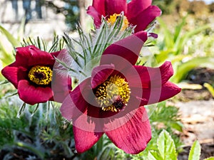 Close-up shot of Red Pasque Flower or Red Meadow Anemone- Pulsatilla rubra - boasting large bell-shaped dusky red flowers with