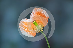 Red poppy flower with one petal