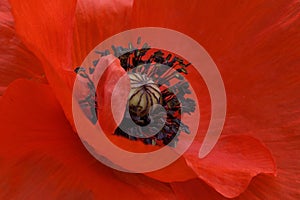 Close-up shot of red poppy petals, pistil and stamens