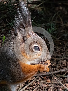 Close-up shot of the Red Squirrel Sciurus vulgaris with winter grey coat sitting on the ground and holding a pine cone in paws