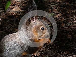 Close-up shot of the Red Squirrel Sciurus vulgaris with winter grey coat sitting on the ground and holding a pine cone in paws