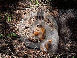 Close-up shot of the Red Squirrel Sciurus vulgaris with winter grey coat sitting on the ground and holding a pine cone in paws