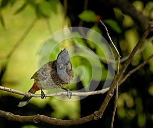 A close up shot of a red vented bulbul, Pycnonotus cafer, sitting on a branch in the forest