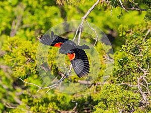 Close up shot of red-winged blackbird flying out