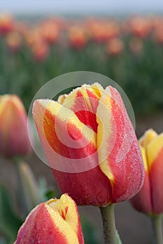 Close up shot of red yellow tulip 2