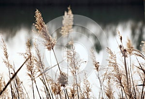 Close-up shot of reed flowers swaying in the cold wind.