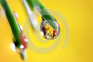 Close up shot of refraction of flower in a water droplet on the plant