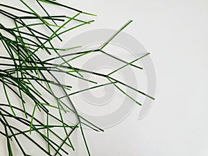 Close-up shot of Rhipsalis succulent flowering green plant leaves isolated on a white background