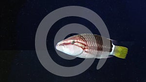 Close up shot of a Ringtail Wrasse