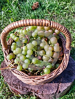 Close-up shot of ripe, colorful clusters of grapes in the basket on the ground in bright sunlight