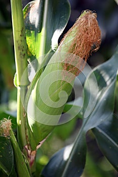 Close up shot of ripe corn entering harvest stage.