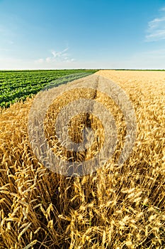 Close-up shot of ripe wheat field alongside of green soybean field.