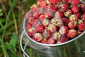 Close up shot of the ripe wild strawberry