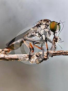 A close-up shot of a robber fly, also known as an assassin fly, devouring its prey on a dry twig.