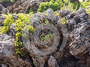 Close-up shot of a rock with green plants at the sunlight