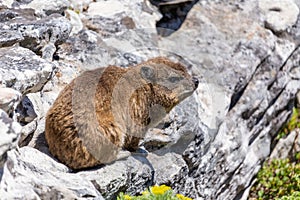 Close up shot of a rock hyrax or dassie on top of Table Mountain