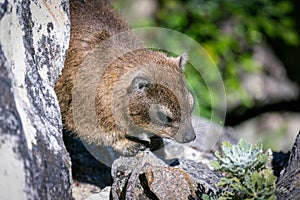 Close up shot of a rock hyrax or dassie on top of Table Mountain