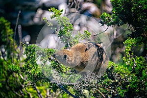 Close up shot of a rock hyrax or dassie on top of Table Mountain