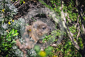 Close up shot of a rock hyrax or dassie on top of Table Mountain