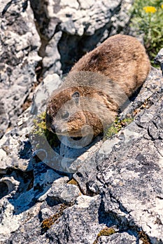 Close up shot of a rock hyrax or dassie on top of Table Mountain